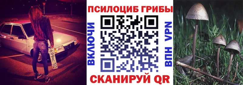 Псилоцибиновые грибы Psilocybine cubensis  магазин продажи   Стародуб 